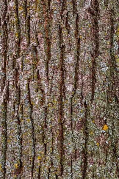 Träd bark struktur — Stockfoto