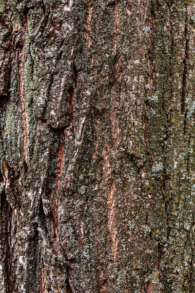 苔と木樹皮のテクスチャーのクローズ アップ — ストック写真