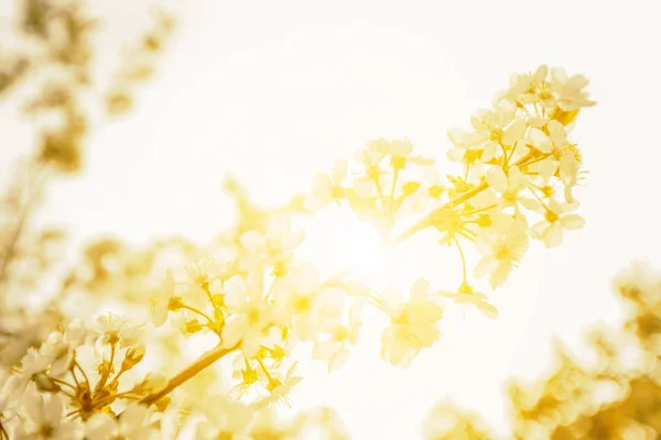 Gros Plan Fleurs Cerisier Printemps Dof Peu Profond — Photo