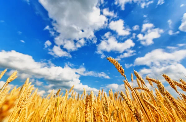 View Wheat Ears Blue Cloudy Sky — Stock Photo, Image