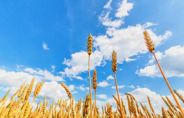 Вид Пшеничні Вуха Блакитне Хмарне Небо — стокове фото