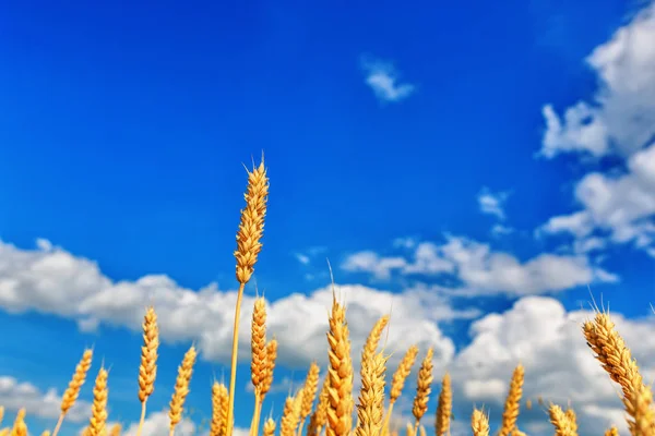 麦穗和蓝天的景象 — 图库照片