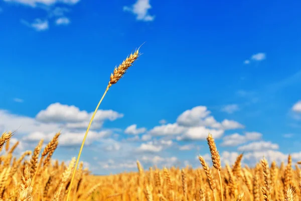 View Wheat Ears Blue Cloudy Sky — Stock Photo, Image