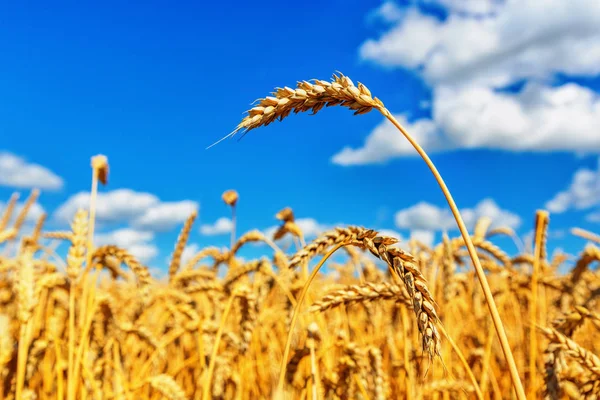 Buğday kulak ve bulutlu gökyüzü — Stok fotoğraf