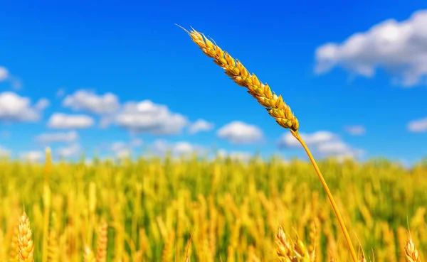 フィールドと曇り空を背景に小麦の耳 — ストック写真