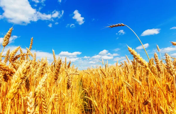 Orecchie di grano e cielo nuvoloso — Foto Stock