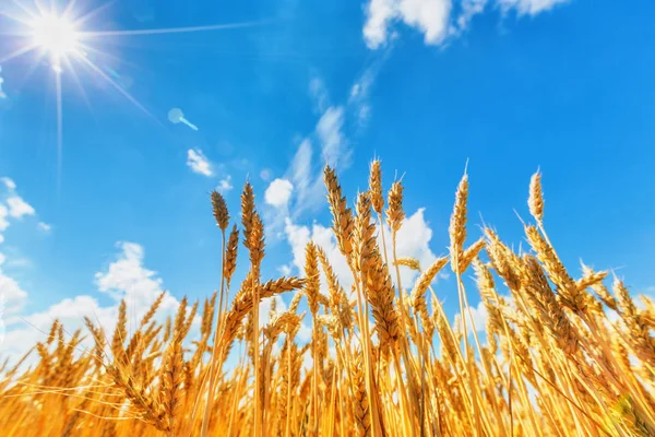 Orecchie di grano sotto cielo nuvoloso e sole — Foto Stock