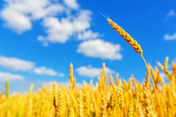 Zicht Tarweoren Blauwe Bewolkte Lucht — Stockfoto