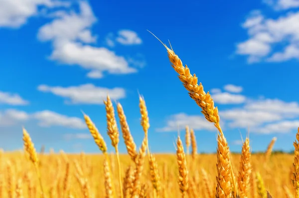 Buğday Kulakları Mavi Bulutlu Gökyüzü Manzarası — Stok fotoğraf