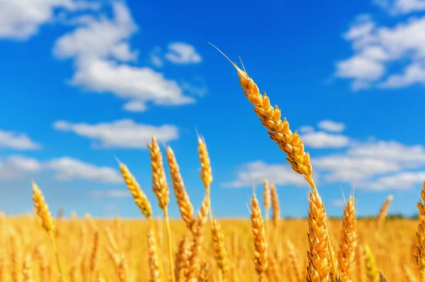 Vista Spighe Grano Cielo Azzurro Nuvoloso — Foto Stock