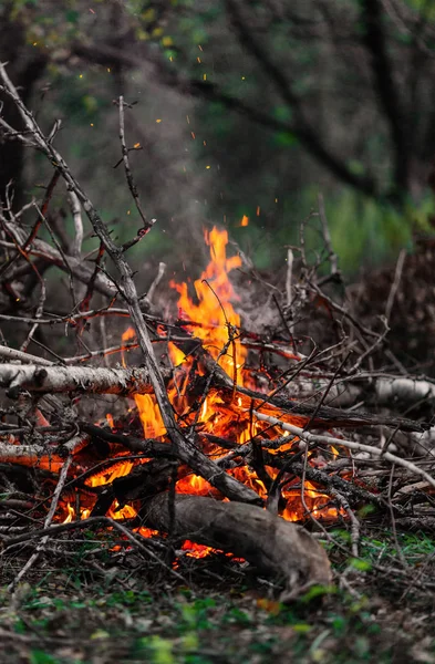 Closeup Blazing Branches Firewood Evening — Stock Photo, Image