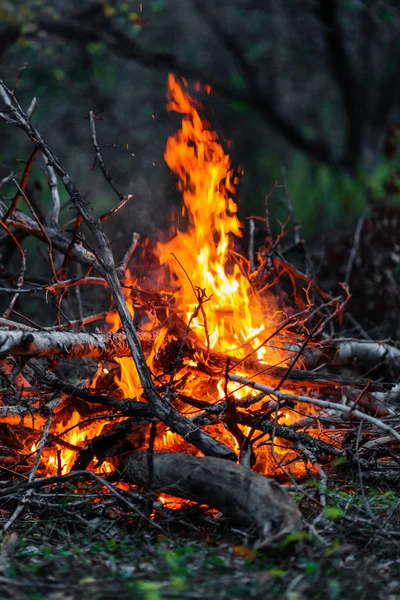 Close Van Brandende Takken Brandhout Nachts — Stockfoto