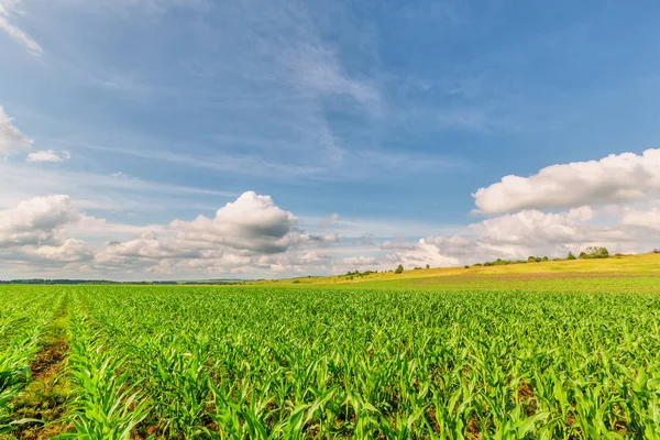 Campos de milho — Fotografia de Stock