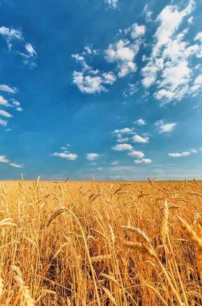 Wheat ears and cloudy sky — Stock Photo, Image