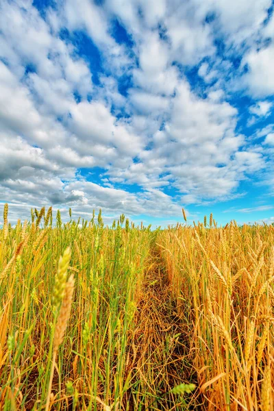 Utsikt Över Veteöron Och Blå Molnig Himmel — Stockfoto