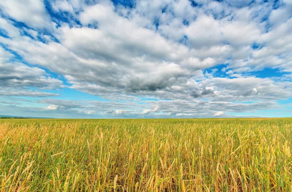 Buğday Kulakları Mavi Bulutlu Gökyüzü Manzarası — Stok fotoğraf