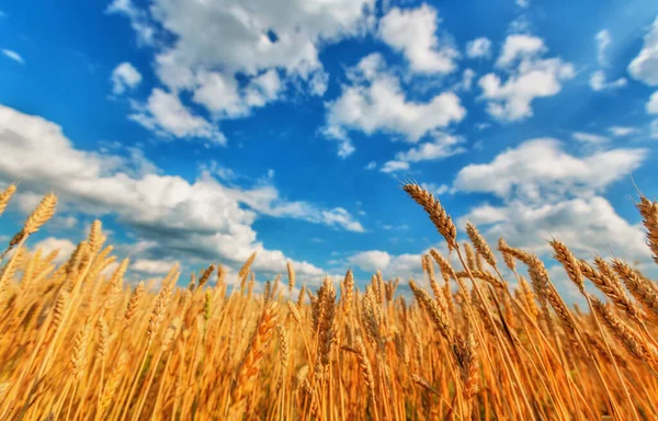 Вид Пшеничні Вуха Блакитне Хмарне Небо — стокове фото