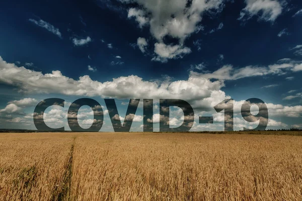 Пейзаж Пшеничных Ушей Голубое Облачное Небо Словом Covid Горизонте — стоковое фото