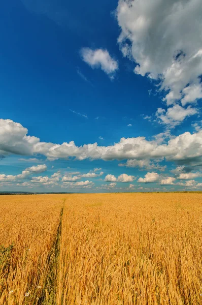小麦の耳と青空の風景 — ストック写真