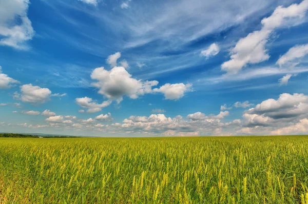 View Cumulus Fleecy Clouds Field — Stock Photo, Image