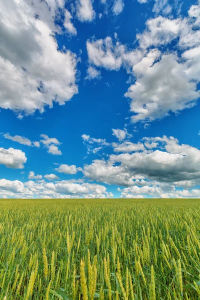 Bir Tarlanın Üzerindeki Kümülüs Bulutlarının Görüntüsü — Stok fotoğraf