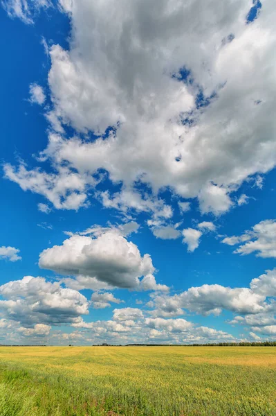 Zicht Cumuluswolken Een Veld — Stockfoto