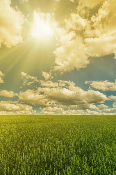 Bir Tarlanın Üzerindeki Güneş Işığı Kümülüs Bulutlarının Görüntüsü — Stok fotoğraf