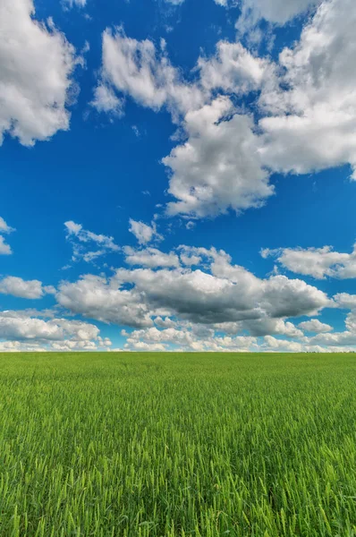 Bir Tarlanın Üzerindeki Kümülüs Bulutlarının Görüntüsü — Stok fotoğraf