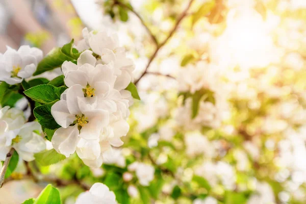 枝条上盛开的苹果树白花 — 图库照片