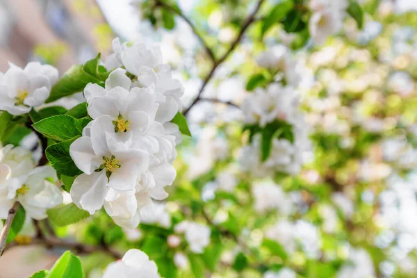 Fleurs Blanches Pommier Fleurissant Sur Branche — Photo