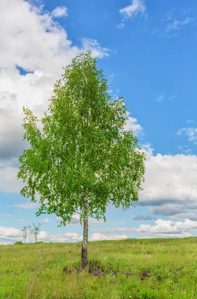 Single Birch Meadow White Clouds Blue Sky — Stock Photo, Image