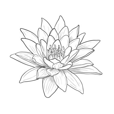 Floral Water Lily. Vector line style clipart