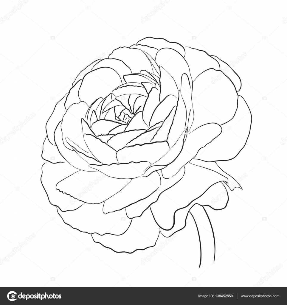 Pictures Buttercup Tattoo Floral Ranunculus Garden Buttercups Stock Vector C Colorvalley Pictures Buttercup Tattoo Floral Ranunculus Garden Buttercups Stock Vector C Colorvalley