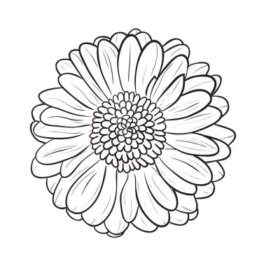 Gerbera papatya simgesi. Vektör çizgi stili