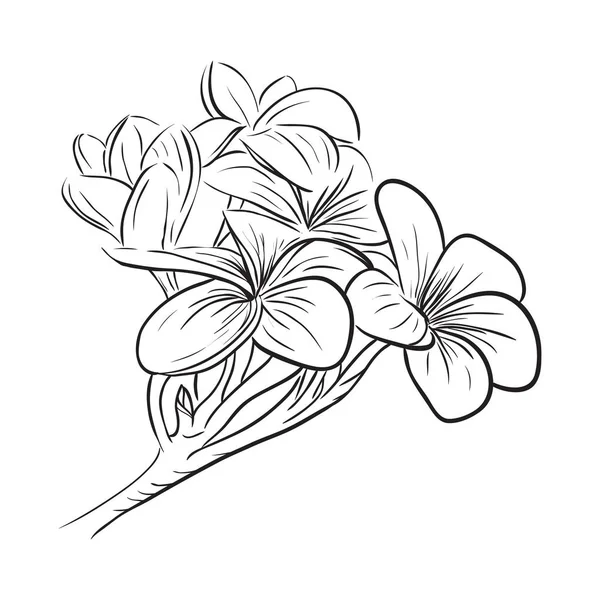 Plumeria frangipani tropische Blume Symbol — Stockvektor