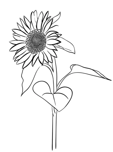 Sonnenblumen-Vektorsymbol — Stockvektor