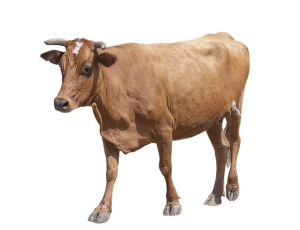 Vaca aislada en blanco —  Fotos de Stock