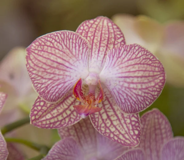 Orchideeën roze bloemen — Stockfoto
