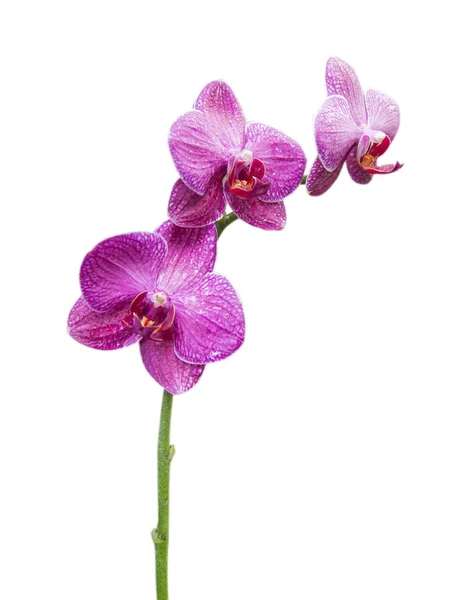 Orchideen rosa Blüten — Stockfoto