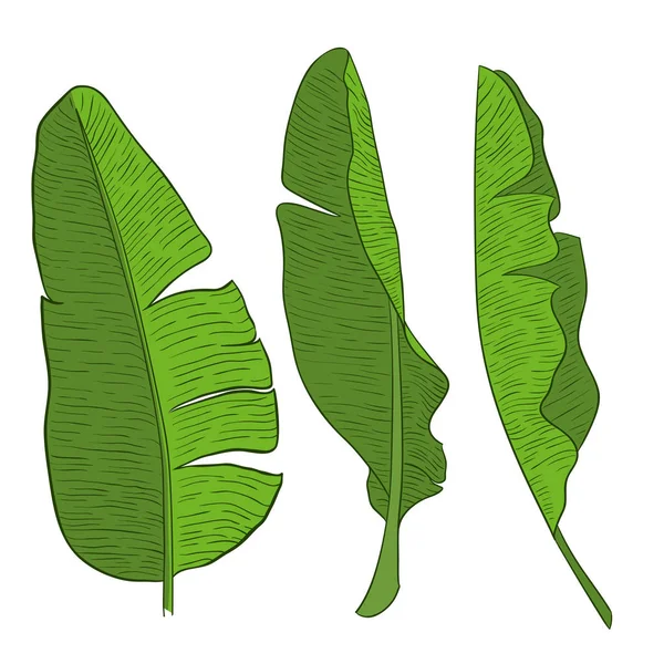 Banana leaves vector — Stock Vector