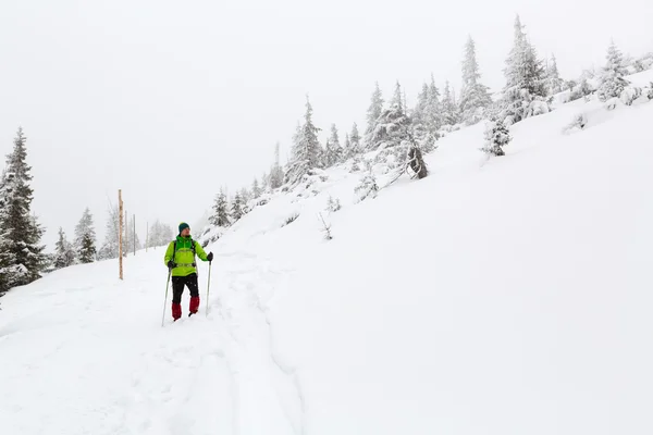 Escursione invernale nei boschi bianchi quando nevica — Foto Stock