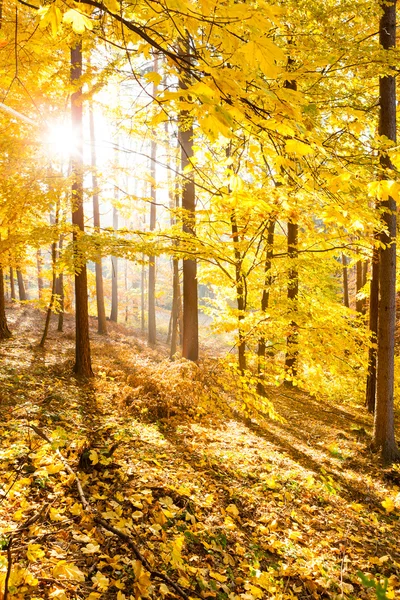 Bosque de otoño paisaje inspirador, paisaje de otoño . — Foto de Stock