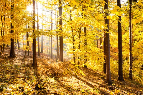 Höstens inspirerande skogslandskapet, hösten landskap. — Stockfoto