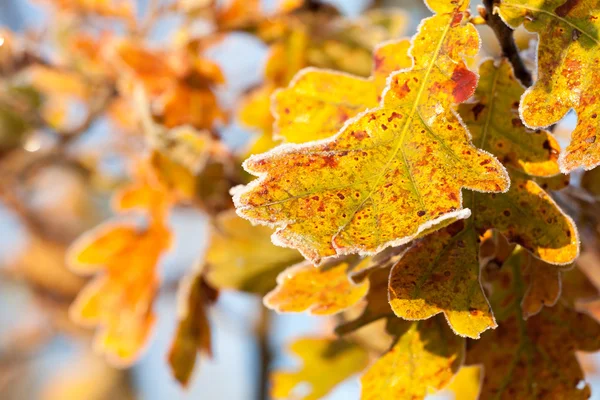 Leaves, Frost and Ice on Autumn Winter Season — ストック写真