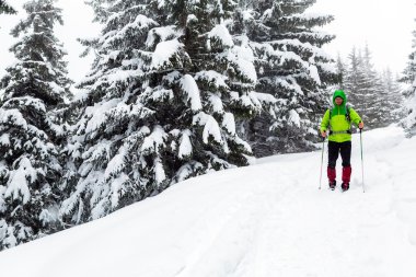 Kış uzun yürüyüşe çıkan kimse sopa hiking ile doğa yürüyüşü beyaz karlı ormanda bir