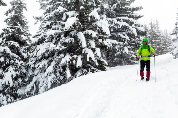 Escursionista invernale in boschi bianchi innevati trekking con bastoni da trekking e — Foto Stock