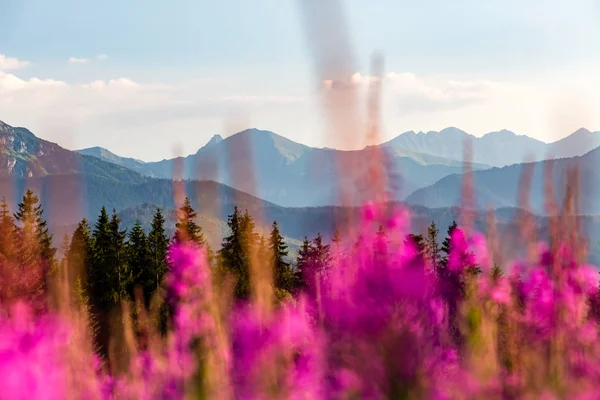 Inspirující horským Panorama v krajiny, krásný letní den v Tatrách — Stock fotografie