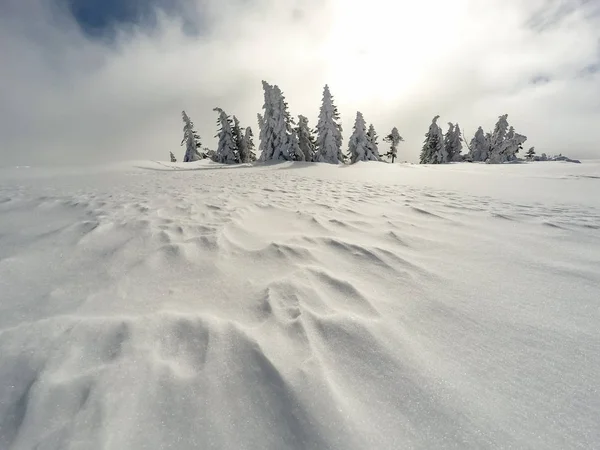 Winter wit bos met sneeuw, Kerst achtergrond — Stockfoto