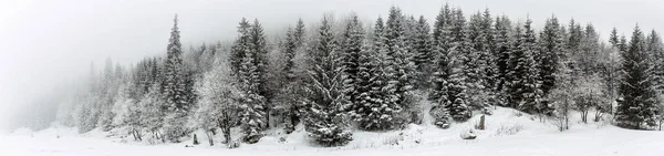 Invierno bosque blanco con nieve, fondo de Navidad — Foto de Stock