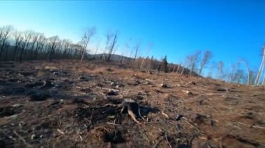 Uçan FPV insansız hava aracının orman tahrip alanı, insansız hava aracı bakış açısı, birinci şahıs bakış açısı..